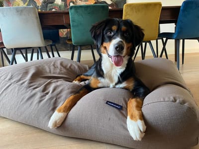 Dog's Companion - Hondenkussen / Hondenbed extra small Ttaupe (meubelstof) - XS - 55x45cm