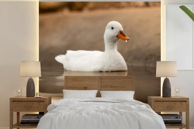 Behang - Fotobehang Eend - Vogel - Water - Wit - Breedte 280 cm x hoogte 280 cm