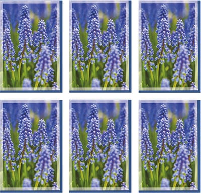 MGPcards - 6x dubbele wenskaart met envelop - Blanco - Bloemen - 11,5 x 17 cm