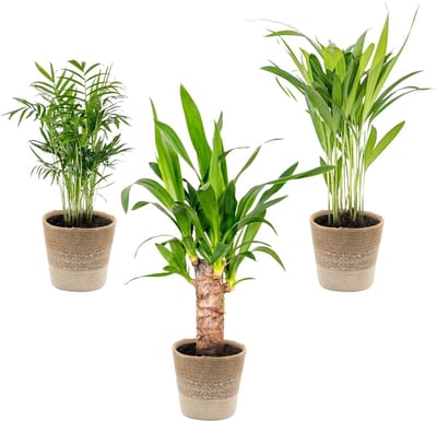 Bloomique - Set van 3 - Tropische Palmen Mix Incl. Jute Mand – Onderhoudsvriendelijk - 20-45 cm - Pot 12 cm - Hoogte 35-45 cm