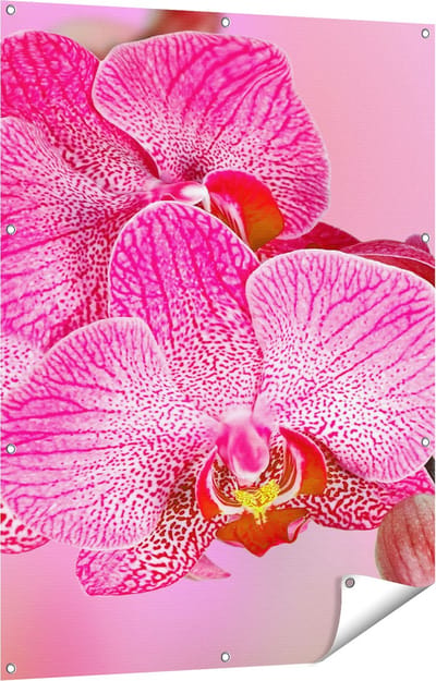 Gards Tuinposter Roze Orchidee Bloemen - 90x120 cm - Tuindoek - Tuindecoratie - Wanddecoratie buiten - Tuinschilderij