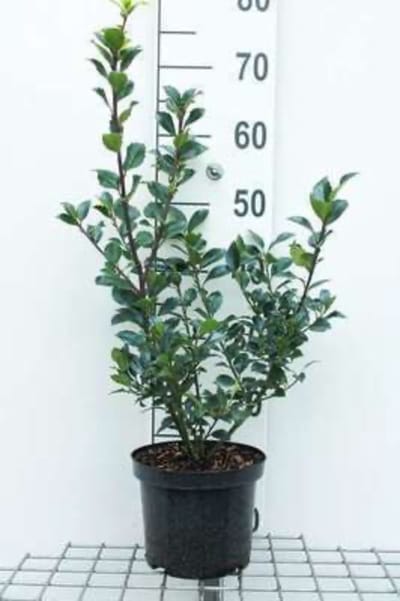 Ilex x meserveae 'Heckenfee' - Amerikaanse hulst 40 - 60 cm