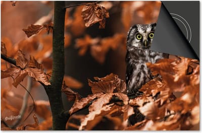 Inductie beschermer 60x60 - afdekplaat inductie mat - Dietrix Kookplaat beschermer - Exclusief - Herfst - Uil in bos
