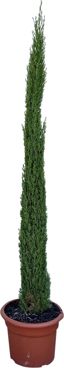 Italiaanse Cipres Totem - Cupressus Sempervirens Totem - Winterhard - Pot ⌀ 32cm -Hoogte  150-175cm
