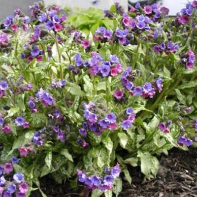 6 x Pulmonaria 'Smokey Blue' - Longkruid pot 9x9cm