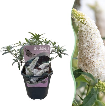Plantenboetiek.nl | Buddleja davidii White Profusion - Vlinderstruik - Winterhard - Wit - Ø18cm - 25-40cm hoog - Tuinplant