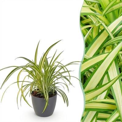 Plantenboetiek.nl | Chlorophytum comosum Variegatum - Bonte Graslelie - Huisdiervriendelijke Plant - Groen - met Potter Grijs - Ø12cm - 20cm hoog - Kamerplant - Arrangement - Plant met pot