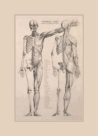Poster in posterhanger - Vintage Poster Anatomie van Het Menselijk Lichaam - Skelet, Hart, Spieren en Organen - 50x70