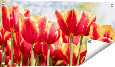 Gards Tuinposter Oranje Rode Tulpen - 80x40 cm - Tuindoek - Tuindecoratie - Wanddecoratie buiten - Tuinschilderij