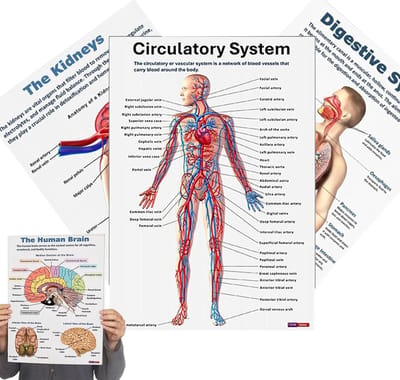 Spier Anatomie Poster - Anatomische Grafieken - Educatief Leren - 16 Systeemillustraties - 26 x 20.8 cm - Meerdere kleuren