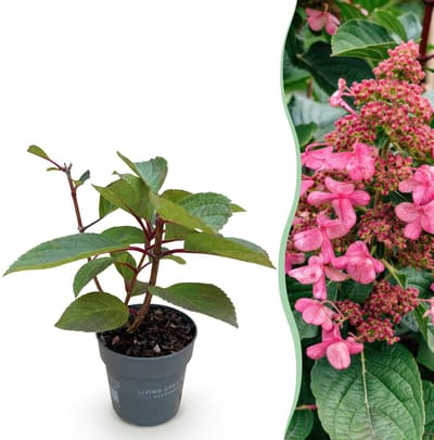 Plantenboetiek.nl | Hydrangea panniculata Living Infinity - Pluimhortensia - Winterhard - Wit - Ø12cm - 20-30cm hoog - Tuinplant