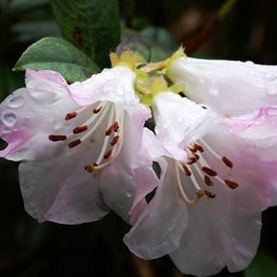 Rhododendron 'Cilpinense' 20-30 cm pot
