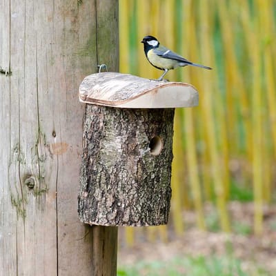 CJ Wildlife Nestkast - Aanbevolen door de Vogelbescherming Nederland - Stockholm - 32mm - Nestkastje voor o.a. Koolmees, Boomklevers & Mussen - Houten Vogelhuisje - FSC-gecertificeerd