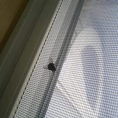 Insectengaas voor Raam en Deur - Duurzaam Vliegenklamboe voor Bijen en Muggen Bescherming