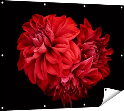 Gards Tuinposter Rode Dahlia Bloemen - 120x90 cm - Tuindoek - Tuindecoratie - Wanddecoratie buiten - Tuinschilderij