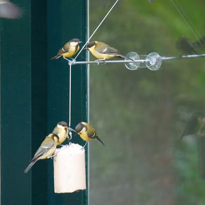 CJ Wildlife Raamhanger voor Vogels - BirdSwing XXL - Voederplaats Raam met Zuignappen - Hangende Voederplank - Voederplek voor Tuinvogels - Zilver