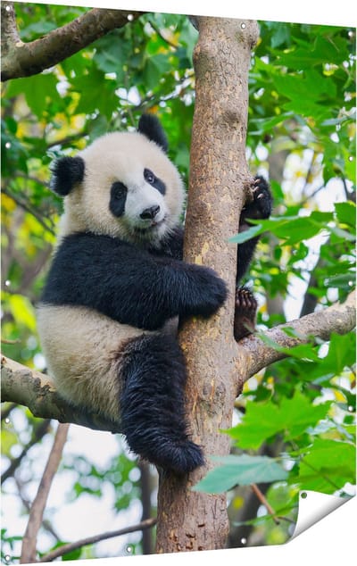 Gards Tuinposter Panda in de Bomen - 120x160 cm - Tuindoek - Tuindecoratie - Wanddecoratie buiten - Tuinschilderij