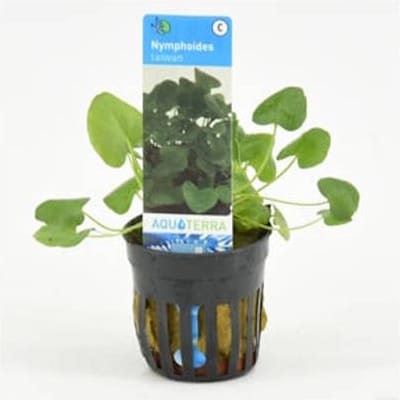 Moerings Nymphoides Taiwan Flipper in 5 cm pot