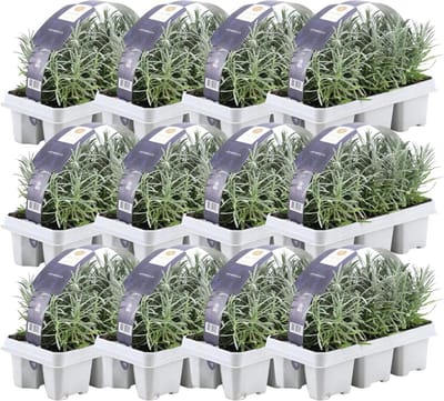 Trendyplants - Lavendel angustifolia - 72 stuks - Lavendel - Winterhard - Hoogte 10-20 cm - Potmaat Ø7cm