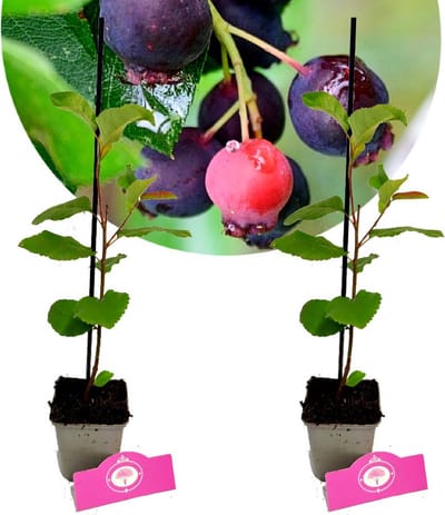 Set van 2 Krentenboompjes - 'Prince William' - Amelanchier - Hoogte 30cm - 9cm pot