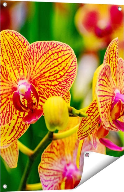 Gards Tuinposter Geel Rode Orchidee Bloemen - 60x80 cm - Tuindoek - Tuindecoratie - Wanddecoratie buiten - Tuinschilderij