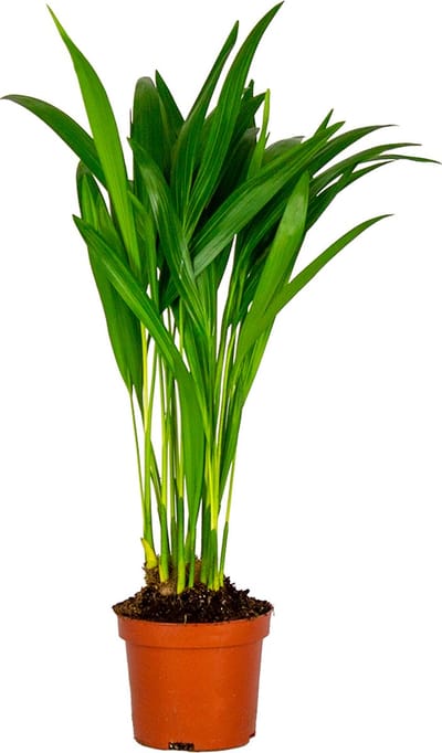 Bloomique - Dypsis Lutescens - Goudpalm - Areca - Palm - Kamerplanten - Luchtzuiverend - Diervriendelijk - Hoogte 20-30 cm - Pot 10,5 cm