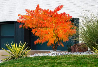 Rhus typhina 'Tiger Eyes', Goudbladige fluweelboom, Hoogte 50cm, 5 liter pot