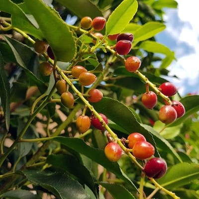 bijSTOX Prunus lusitanica 'Angustifolia' - Portugese Laurierkers 30-40 cm c2.5