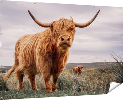 Gards Tuinposter Schotse Hooglander Koeien in de Wei - 180x120 cm - Tuindoek - Tuindecoratie - Wanddecoratie buiten - Tuinschilderij