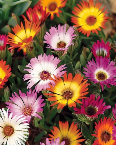 2 sets - Ijs- Of Middagbloem Zaden Dorotheanthus Bellidiformis Eenjarig Gemengd