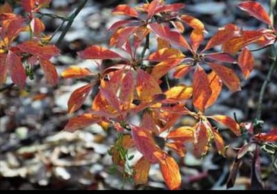 Enkianthus campanulatus - Pronkklokje , Japanse Klokjesstruik 60- 80 cm in pot
