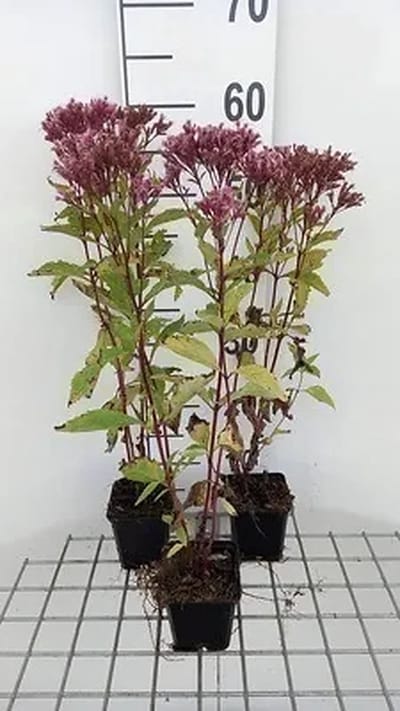 6x Leverkruid - Eupatorium mac. 'Purple Bush' | 9x9 cm pot