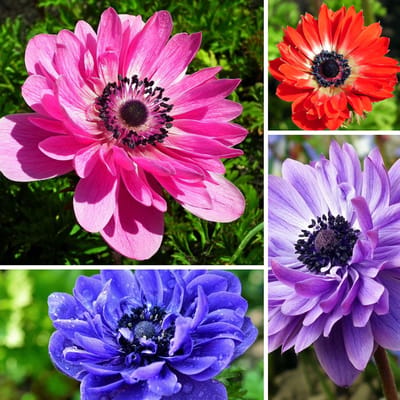 Anemoon (Anemone Coronaria) - St. Brigid Mix - Bijen-Vlinders - Snijbloemen - Zomerbollen - Voorjaarsbollen - Vaste planten
