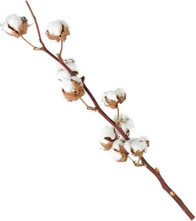3 katoentakken 50-60 centimeter lang en 6-8 katoenbollen per tak
