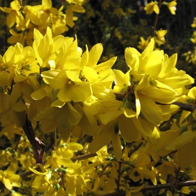 Forsythia Intermedia 'Spectabilis' - Chinees Klokje - 50-60 cm in pot: Vroege voorjaarsbloeier met heldergele bloemen.