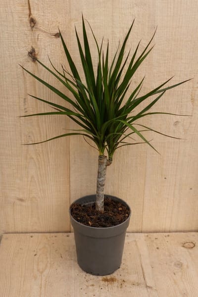 Warentuin Natuurlijk - Drakenbloedboom Dracaena Fragrans Marginata Green/Groen H40-60 cm potmaat 17 cm 1 stam kamerplant