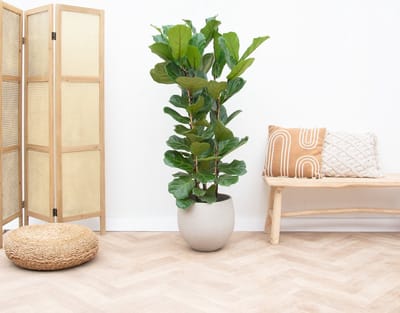 Ficus Lyrata struik - 150cm
