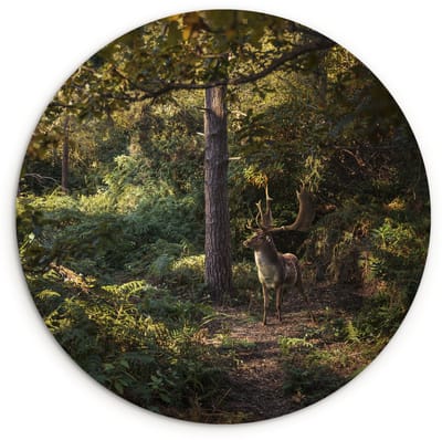 WallCircle® Wandcirkel 60x60 cm - Muurcirkel Hert - Gewei - Bos - Herfst - Muurdecoratie woonkamer - Wanddecoratie slaapkamer - Kamer decoratie accessoires - Ronde schilderijen