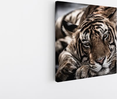 Saammp Canvas Schilderij - Slapende Tijger - Natuur - Dieren - 20x20 - Foto op canvas - Wanddecoratie - Muurdecoratie Woonkamer - Slaapkamer decoratie - Canvas Print