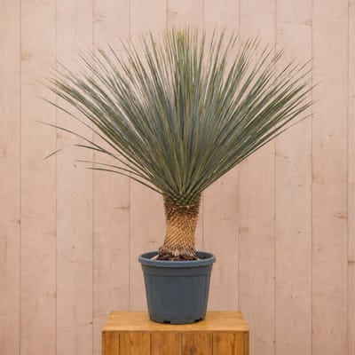 Yucca Rostrata 130 cm Warentuin Natuurlijk