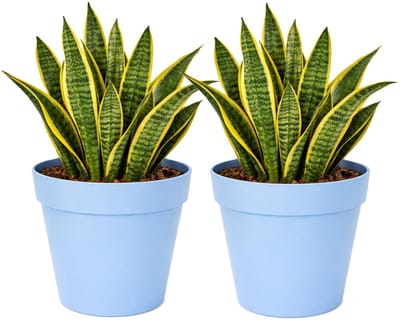 Mega Collections Plantenpot / bloempot - 2x - kunststof - lichtblauw - binnen/buiten - D29 x H28 cm