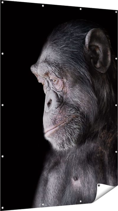 Gards Tuinposter Chimpansee Aap op Zwart Achtergrond - 120x180 cm - Tuindoek - Tuindecoratie - Wanddecoratie buiten - Tuinschilderij