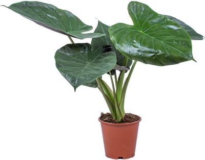 Bloomique - Alocasia Wentii - Olifantsoor - Kamerplanten - Hoogte 50-60 cm - Pot 19 cm