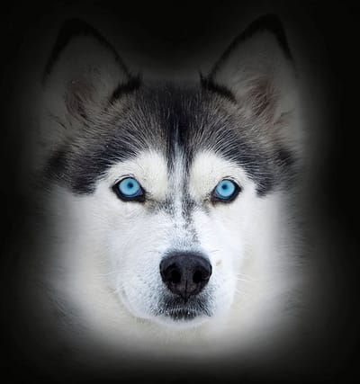 *** 2 X ****Viyo+ imune voor honden 7 zakjes .. ..Gezond en lekker voedingssupl. versterkt de immuniteit van uw hond ** 2 X 7 zakjes = 14 zakjes
