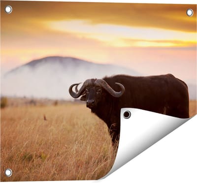 Gards Tuinposter Buffel in het Gras - 50x40 cm - Tuindoek - Tuindecoratie - Wanddecoratie buiten - Tuinschilderij
