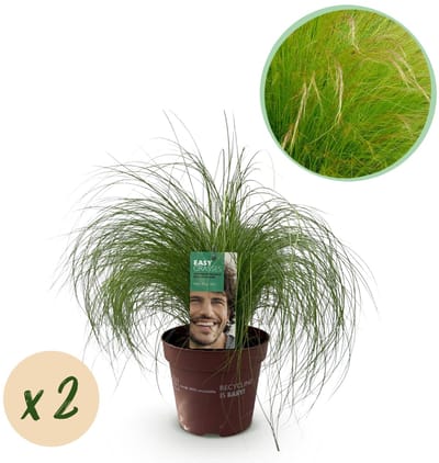 Green boutiQ - Siergrassen - Stipa tenuifolia Pony Tails - Groen - 2 Planten - Bladhoudend - Weinig Onderhoud - Pot 17cm Hoogte 50cm