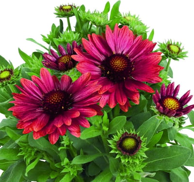 Gaillardia x grandiflora │ Arizona Red Shades ca 100 zaden