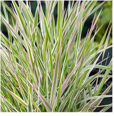 Moerings Phalaris Arundinacea Picta | Bont Rietgras | In 18CM Mand Kant en Klaar