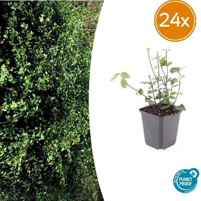 Trendyplants - Euonymus fort. 'Coloratus' - 24 stuks - Kardinaalshoed - Winterhard - Hoogte 10-30 cm - Potmaat Ø9cm