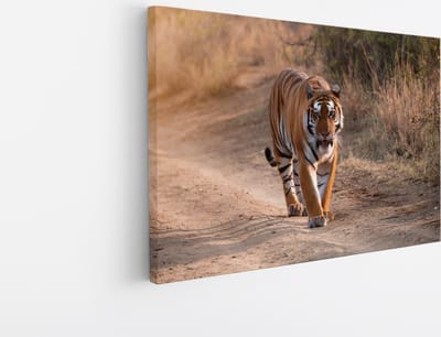 Saammp Canvas Schilderij - Tijger op de weg - Natuur - Dieren - 30x20 - Foto op canvas - Wanddecoratie - muurdecoratie Woonkamer - Slaapkamer decoratie - Canvas Print